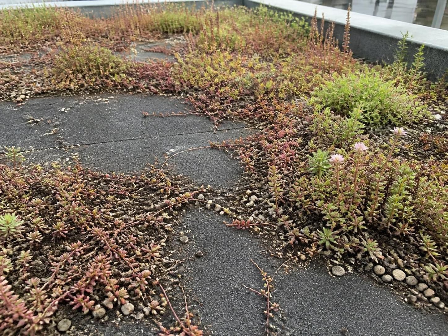 découvrez le prix au m2 pour une étanchéité de toiture terrasse en 2026 et obtenez des conseils pour bien budgéter vos travaux d'isolation et protection de toiture.
